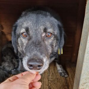 DONANTELLO - seit 2017 im Shelter - vermittelt Manuela