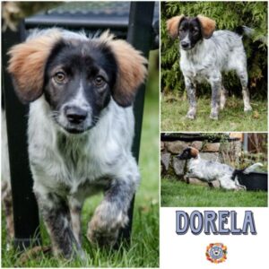 DORELA in 21493 Möhnsen - vermittelt