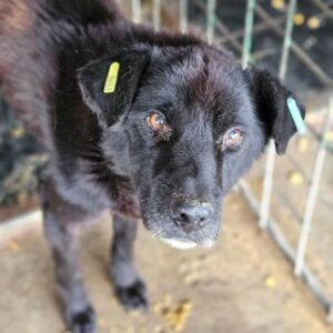 DOYLE (♂) - seit mind. 2021 im Shelter- zu dünn - völlig fertig!