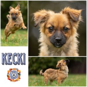 KECKI in 21493 Möhnsen - vermittelt