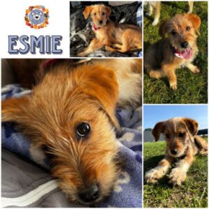 ESMIE (♀) in 15306 Seelow - vermittelt