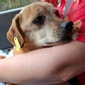 BALA (♀)- als PDR GPH auf PDR PS (NU)