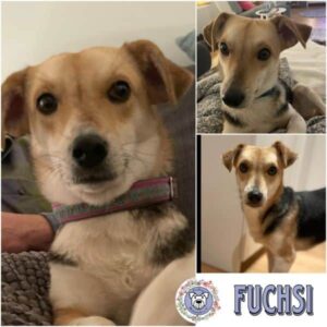 FUCHSI (♀) in 24358 Ahlefeld Bistensee