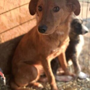 CURRY (♂) - ausgereist zu Vierbeiner in Not (AL)