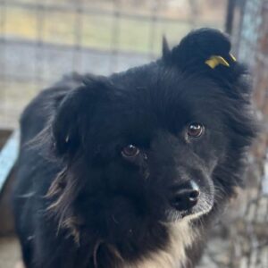 BJARKI (♂) - ausgereist zur Tierhilfe Lebenswert DR 25.04.25