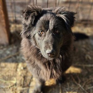 TJORVE (♂) - auf PS im PLZ Bereich 46 (NE) *ausgereist*