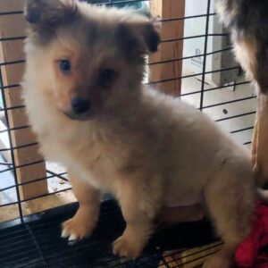 SIR FLUFFY (♂) - auf PS im PLZ Bereich 92 (JW)