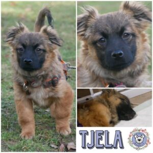 TJELA (♀) in 21493 Möhnsen - vermittelt