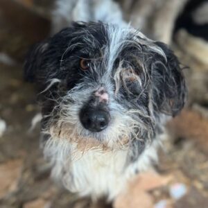 PINO (♂) - ausgereist zum TH Gifhorn (NZ)