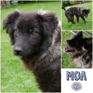 MOA (♀) in 21493 Möhnsen - vermittelt