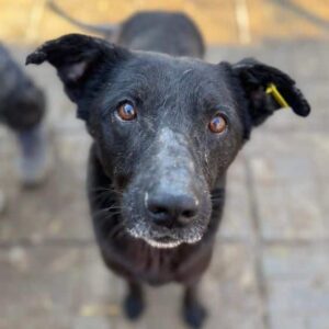 TIARNAN (♂) -ausgereist zum TH Iserlohn (AL)