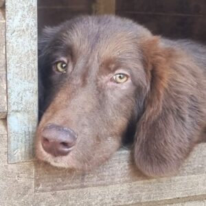 BARNA (♂) - sollte zeitnah ausreisen- wird schüchtern / Rückenprobleme - reserviert Tierhilfe Lebenswert DR - vermittelt 08.11.24