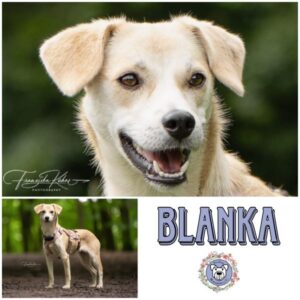 BLANKA (♀) in 21493 Möhnsen - vermittelt