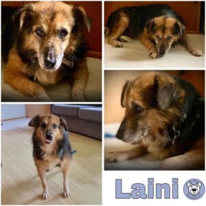 LAINI- Gnadenplatzhund seit dem 03.08.2024