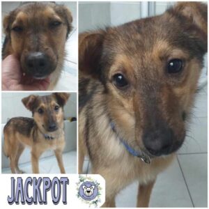 JACKPOT (♂) in 26817 Rhauderfehn / Landkreis Leer - vermittelt