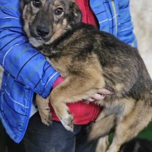 MARIKO (♀) - ausgereist zu Tiere in Not Odenwald (PM)