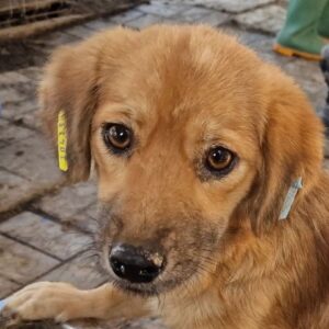 JANA - ausgereist zum TST Rösrath