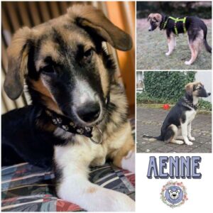 AENNE (♀) in 66265 Heusweiler - vermittelt