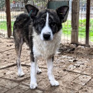 JARIK (♂) - müde und resigniert