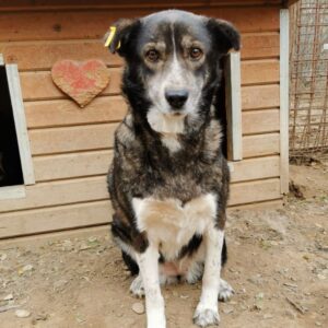 CARLOTTA (♀) - hat es schwer im Kennel - Bissverletzung (12/24)