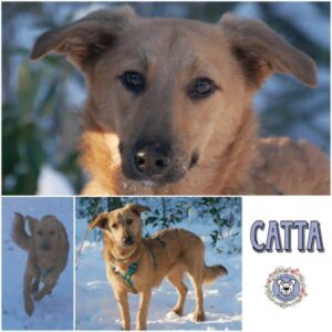 CATTA in 21493 Mühlenrade - vermittelt