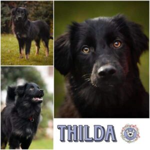 THILDA (♀) in 60386 Frankfurt am Main - vermittelt