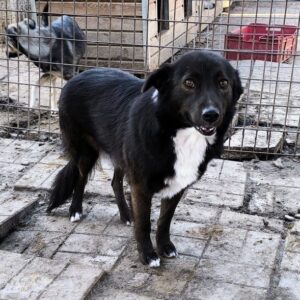 FANTASY (♀) - unrundes Gangbild hinten