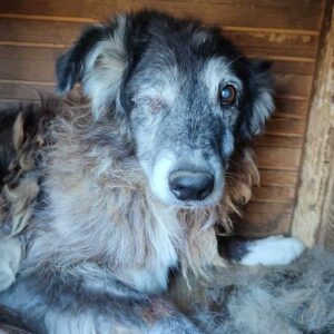 FARZAD (♂) - vermittelt MH