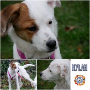 NYLAH (♀) in 21493 Möhnsen - vermittelt