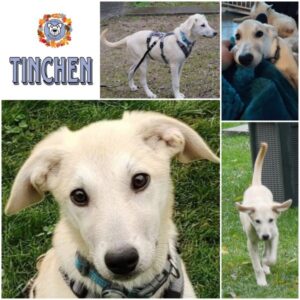 TINCHEN (♀) in 21493 Möhnsen - vermittelt