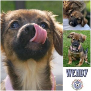 WENDY (♀) in 21493 Möhnsen - vermittelt