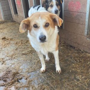 FIDELIA (♀) - vermisst 11/24