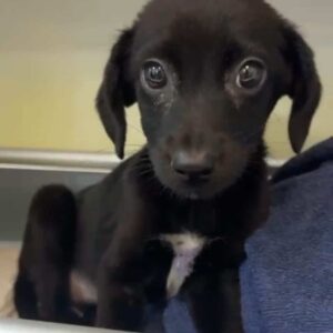 FINIA (♀) - auf PS im PLZ Bereich 56 - vermittelt