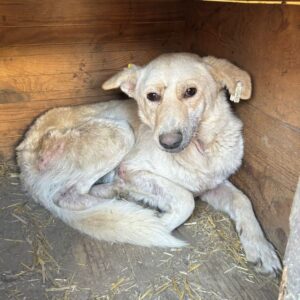 FLOCKE (♂) - Notfall - zu dünn, Hautprobleme - vermisst 11/24