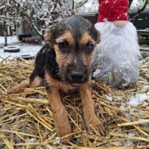 FRANCESKA (♀) - ausgereist zum TST Rösrath