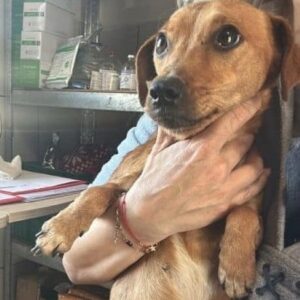 FRIEDI - ausgereist zu Vergessene Pfoten Stuttgart