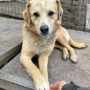 GOLDINA (♀) - Zaunkletterin - stark gefährdet - ausgereist zum TST