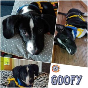 Goofy in 79736 Rickenbach - vermittelt