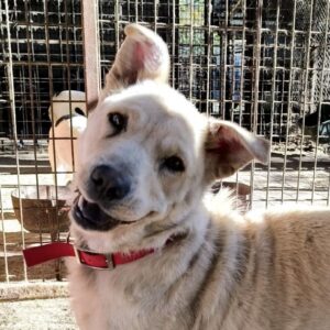 LORELEI (♀) - NOTFALL - wird gemobbt - ausgereist zur Tierhilfe Lebenswert DR 22.11.24