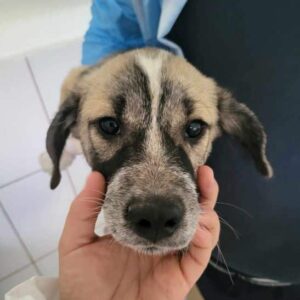 SHANTI (♀) - auf PS im PLZ Bereich 99 *ausgereist* - vermittelt