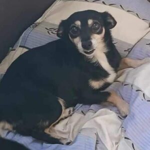 EMY (♀) - ausgereist zu Vierbeiner in Not