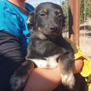 MALIJA - auf PDR PS im PLZ Bezirk 55 - vermittelt