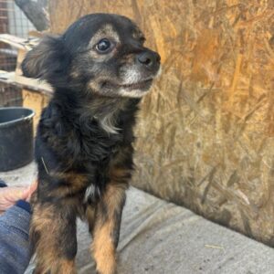 CLEOPATRA (♀) - ausgereist zum TST Rösrath (AL)