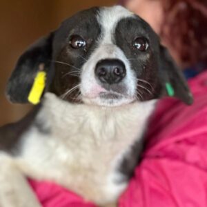 CASSIE (♀) - ausgereist zur Arche Noah Bidingen (AL)