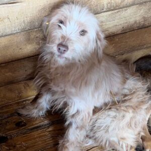 CHILI (♀) - ausgereist zu Vierbeiner in Not (AL)