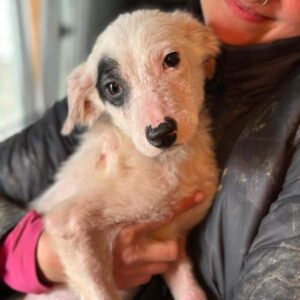 FREIA (♀)- reserviert (clinic --> TINO) PM 23.04.