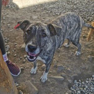 PAULINE (♀) - in Rumänien vermittelt 03/25