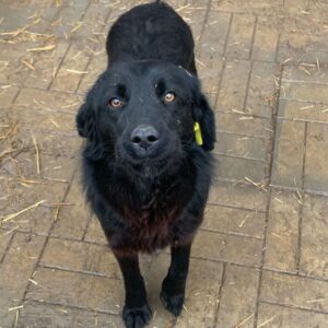 PINKY (♀) reist auf eine Pflegestelle in 381 ( 22.05. N.E.)