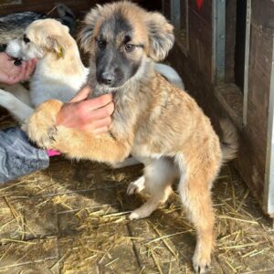 NURI(♀) - ausgereist zur Tierhilfe Lebenswert DR 16.05.25