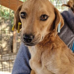 LOLLYPOP - reist auf eine PDR PS im PLZ Bezirk 21 (NE 30.10.) - in Rumänien vermittelt 10/23